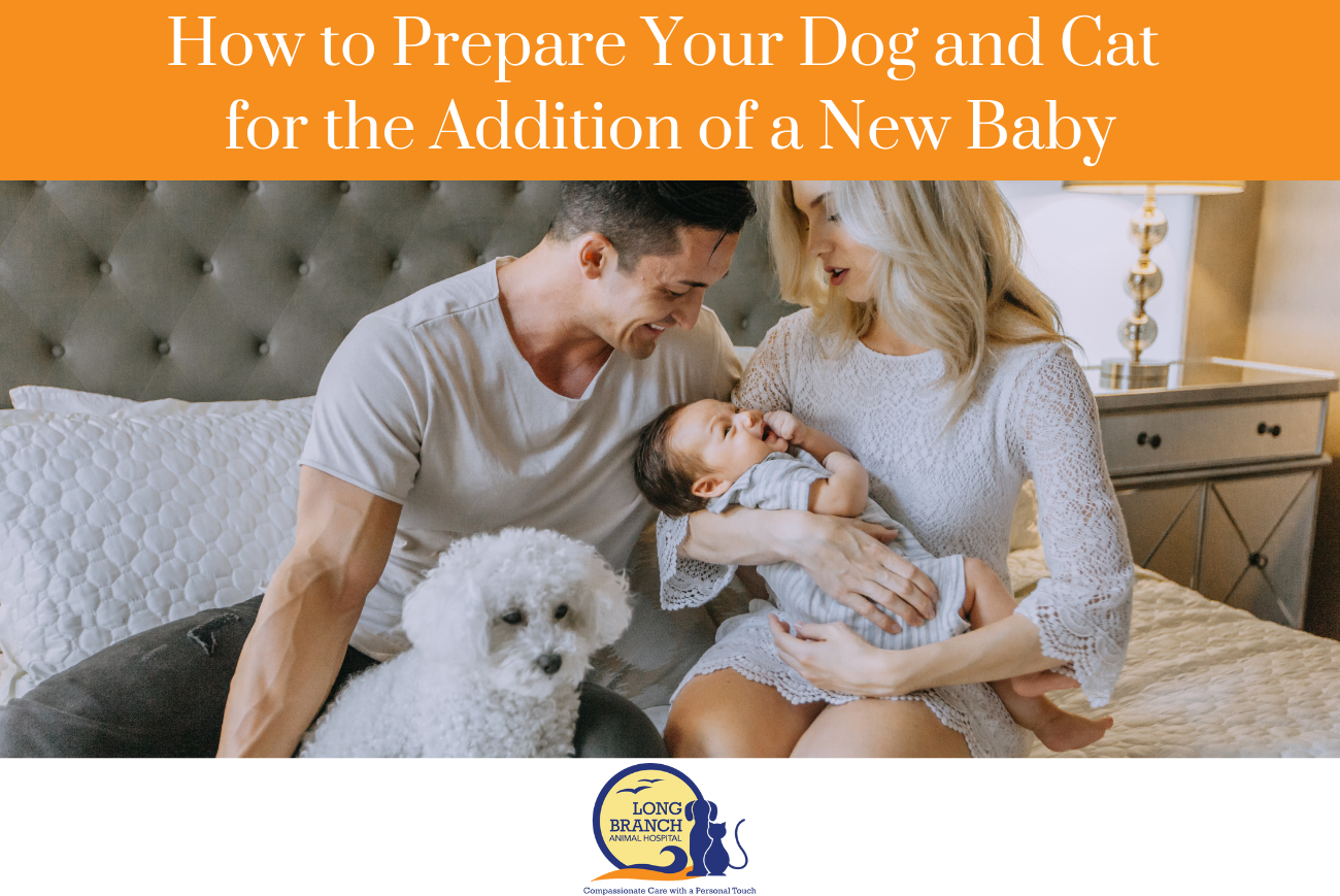 How to Prepare Your Dog and Cat for the Addition of a New Baby