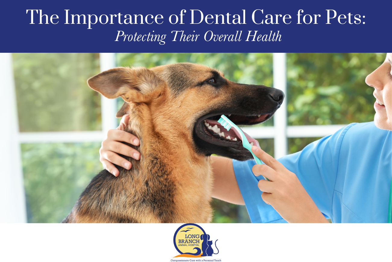 The Importance of Dental Care for Pets Protecting Their Overall Health