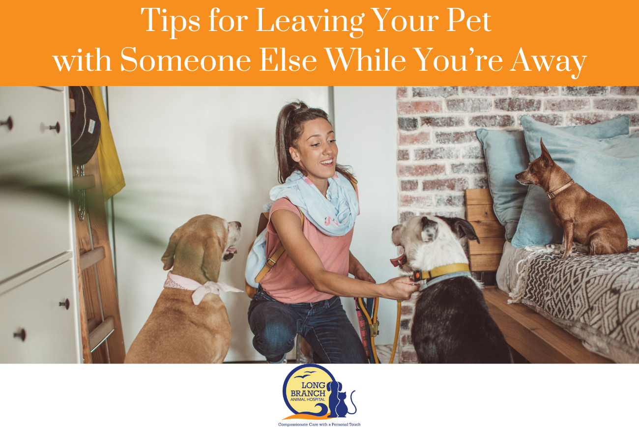 Tips for Leaving Your Pet with Someone Else While You’re Away